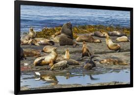 Falkland Islands, Bleaker Island. Southern Sea Lions Near Water-Cathy & Gordon Illg-Framed Photographic Print