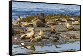Falkland Islands, Bleaker Island. Southern Sea Lions Near Water-Cathy & Gordon Illg-Framed Stretched Canvas