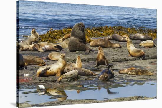 Falkland Islands, Bleaker Island. Southern Sea Lions Near Water-Cathy & Gordon Illg-Stretched Canvas