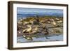 Falkland Islands, Bleaker Island. Southern Sea Lions Near Water-Cathy & Gordon Illg-Framed Photographic Print