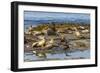 Falkland Islands, Bleaker Island. Southern Sea Lions Near Water-Cathy & Gordon Illg-Framed Photographic Print