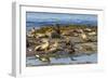 Falkland Islands, Bleaker Island. Southern Sea Lions Near Water-Cathy & Gordon Illg-Framed Photographic Print