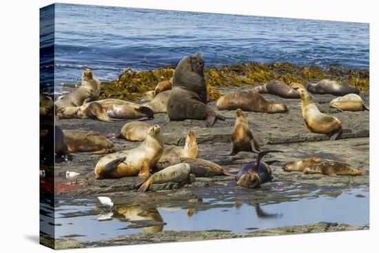 Falkland Islands, Bleaker Island. Southern Sea Lions Near Water-Cathy & Gordon Illg-Stretched Canvas