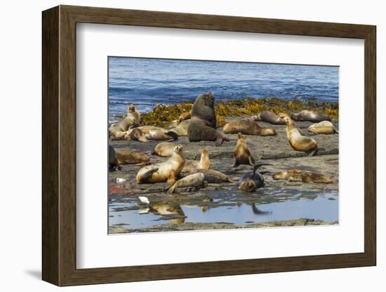 Falkland Islands, Bleaker Island. Southern Sea Lions Near Water-Cathy & Gordon Illg-Framed Photographic Print