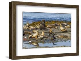 Falkland Islands, Bleaker Island. Southern Sea Lions Near Water-Cathy & Gordon Illg-Framed Photographic Print