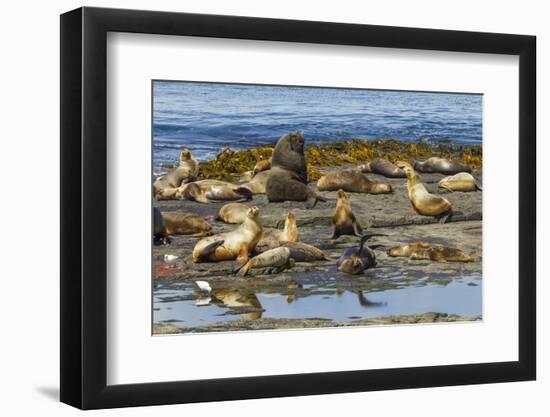 Falkland Islands, Bleaker Island. Southern Sea Lions Near Water-Cathy & Gordon Illg-Framed Photographic Print