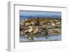 Falkland Islands, Bleaker Island. Southern Sea Lions Near Water-Cathy & Gordon Illg-Framed Photographic Print