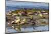 Falkland Islands, Bleaker Island. Southern Sea Lions Near Water-Cathy & Gordon Illg-Mounted Photographic Print