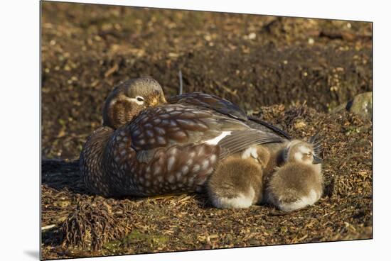 Falkland Islands, Bleaker Island. Steamer Duck and Chicks-Cathy & Gordon Illg-Mounted Premium Photographic Print