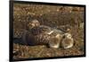 Falkland Islands, Bleaker Island. Steamer Duck and Chicks-Cathy & Gordon Illg-Framed Premium Photographic Print