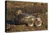 Falkland Islands, Bleaker Island. Steamer Duck and Chicks-Cathy & Gordon Illg-Stretched Canvas