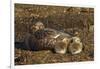 Falkland Islands, Bleaker Island. Steamer Duck and Chicks-Cathy & Gordon Illg-Framed Photographic Print