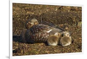 Falkland Islands, Bleaker Island. Steamer Duck and Chicks-Cathy & Gordon Illg-Framed Photographic Print