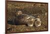 Falkland Islands, Bleaker Island. Steamer Duck and Chicks-Cathy & Gordon Illg-Framed Photographic Print