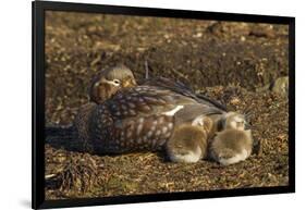 Falkland Islands, Bleaker Island. Steamer Duck and Chicks-Cathy & Gordon Illg-Framed Photographic Print