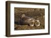 Falkland Islands, Bleaker Island. Steamer Duck and Chicks-Cathy & Gordon Illg-Framed Photographic Print