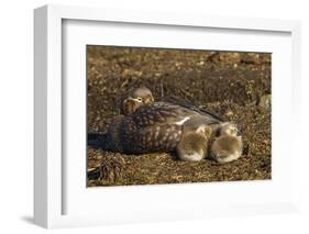 Falkland Islands, Bleaker Island. Steamer Duck and Chicks-Cathy & Gordon Illg-Framed Photographic Print