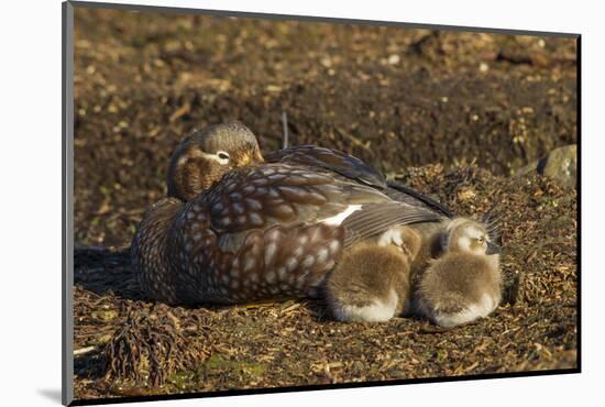 Falkland Islands, Bleaker Island. Steamer Duck and Chicks-Cathy & Gordon Illg-Mounted Photographic Print