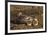 Falkland Islands, Bleaker Island. Steamer Duck and Chicks-Cathy & Gordon Illg-Framed Photographic Print