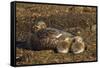 Falkland Islands, Bleaker Island. Steamer Duck and Chicks-Cathy & Gordon Illg-Framed Stretched Canvas