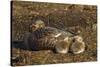 Falkland Islands, Bleaker Island. Steamer Duck and Chicks-Cathy & Gordon Illg-Stretched Canvas