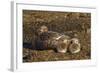 Falkland Islands, Bleaker Island. Steamer Duck and Chicks-Cathy & Gordon Illg-Framed Photographic Print