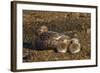 Falkland Islands, Bleaker Island. Steamer Duck and Chicks-Cathy & Gordon Illg-Framed Photographic Print