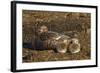 Falkland Islands, Bleaker Island. Steamer Duck and Chicks-Cathy & Gordon Illg-Framed Photographic Print