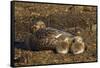 Falkland Islands, Bleaker Island. Steamer Duck and Chicks-Cathy & Gordon Illg-Framed Stretched Canvas