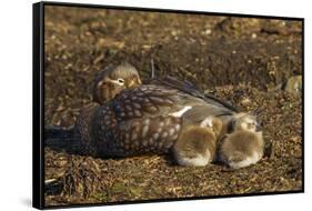 Falkland Islands, Bleaker Island. Steamer Duck and Chicks-Cathy & Gordon Illg-Framed Stretched Canvas
