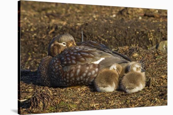 Falkland Islands, Bleaker Island. Steamer Duck and Chicks-Cathy & Gordon Illg-Stretched Canvas