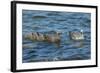 Falkland Islands, Bleaker Island. Upland Goose Family Swimming-Cathy & Gordon Illg-Framed Photographic Print