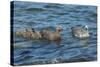 Falkland Islands, Bleaker Island. Upland Goose Family Swimming-Cathy & Gordon Illg-Stretched Canvas