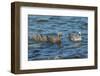 Falkland Islands, Bleaker Island. Upland Goose Family Swimming-Cathy & Gordon Illg-Framed Photographic Print