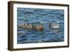 Falkland Islands, Bleaker Island. Upland Goose Family Swimming-Cathy & Gordon Illg-Framed Photographic Print