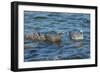 Falkland Islands, Bleaker Island. Upland Goose Family Swimming-Cathy & Gordon Illg-Framed Photographic Print