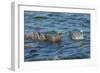 Falkland Islands, Bleaker Island. Upland Goose Family Swimming-Cathy & Gordon Illg-Framed Photographic Print