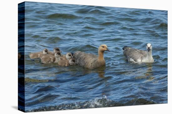 Falkland Islands, Bleaker Island. Upland Goose Family Swimming-Cathy & Gordon Illg-Stretched Canvas