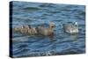 Falkland Islands, Bleaker Island. Upland Goose Family Swimming-Cathy & Gordon Illg-Stretched Canvas