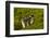 Falkland Islands, Carcass Island. Close-up of Magellanic Penguins-Cathy & Gordon Illg-Framed Photographic Print