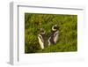 Falkland Islands, Carcass Island. Close-up of Magellanic Penguins-Cathy & Gordon Illg-Framed Photographic Print