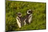 Falkland Islands, Carcass Island. Close-up of Magellanic Penguins-Cathy & Gordon Illg-Mounted Photographic Print