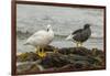 Falkland Islands, Carcass Island. Pair of Kelp Geese-Cathy & Gordon Illg-Framed Photographic Print