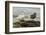 Falkland Islands, Carcass Island. Pair of Kelp Geese-Cathy & Gordon Illg-Framed Photographic Print