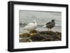 Falkland Islands, Carcass Island. Pair of Kelp Geese-Cathy & Gordon Illg-Framed Photographic Print