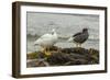 Falkland Islands, Carcass Island. Pair of Kelp Geese-Cathy & Gordon Illg-Framed Photographic Print