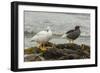 Falkland Islands, Carcass Island. Pair of Kelp Geese-Cathy & Gordon Illg-Framed Photographic Print