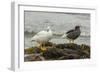 Falkland Islands, Carcass Island. Pair of Kelp Geese-Cathy & Gordon Illg-Framed Photographic Print