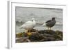 Falkland Islands, Carcass Island. Pair of Kelp Geese-Cathy & Gordon Illg-Framed Photographic Print