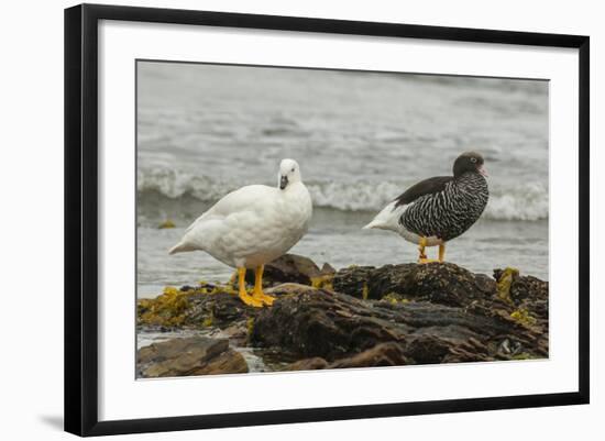 Falkland Islands, Carcass Island. Pair of Kelp Geese-Cathy & Gordon Illg-Framed Photographic Print